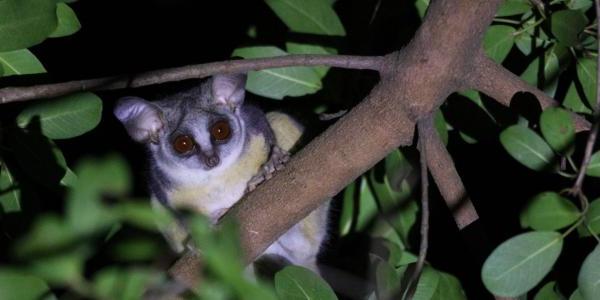 有棕色大眼睛和大耳朵的灵长类动物，晚上在树枝上活动