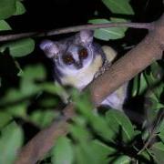 Primate with large, brown eyes and big ears in the branches of a tree at night